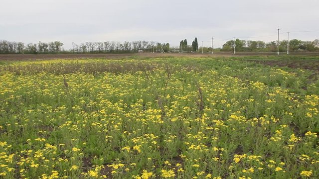 A field overgrown with blooming Senecio vulgaris