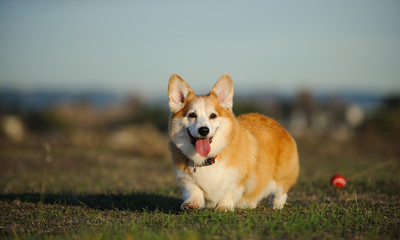 Welsh Pembroke Corgi dog outdoor portrait in field