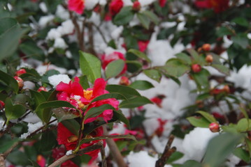 A snowed flower garden