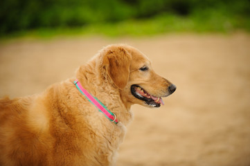 Golden Retriever dog outdoor portrait against beach sand