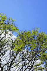 Green Leafs And Tree Branch Over The Bright Blue Sky