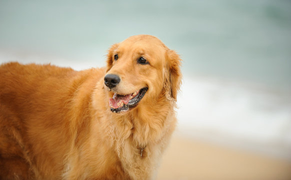 Golden Retriever dog outdoor portrait by the shore
