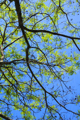 Green Leafs And Tree Branch Over The Bright Blue Sky