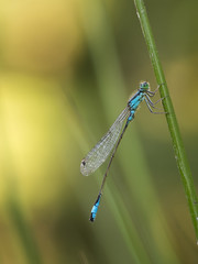 Eine blaue Libelle (Kleinlibelle) sitzt an einen Grashalm. Aufnahme von der Seite.
