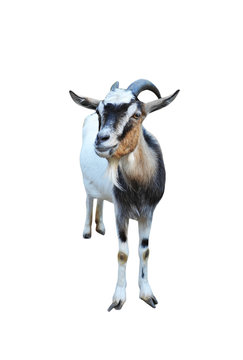 Goat on white