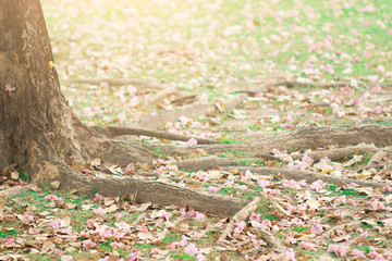 Pink trumpet tree and pink flowers on ground