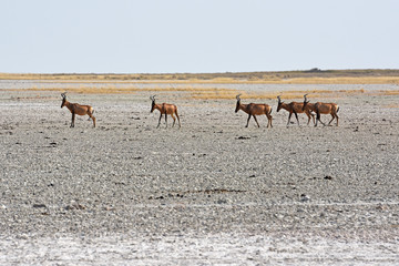 Südafrikanische Kuhantilopen (Alcelaphus caama) in der Salzpfanne des Etosha Nationalpark (Namibia) 
