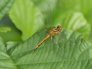 Eine gelbe Libelle sitzt mit ausgebreiteten Flügeln  auf einen Blatt.