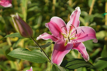 Lily flower in the garden. Shallow depth of field.