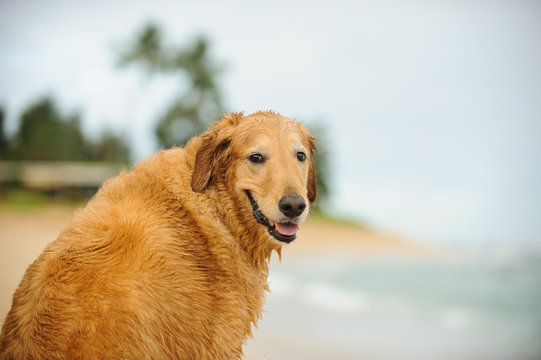 Golden Retriever dog outdoor portrait at beach