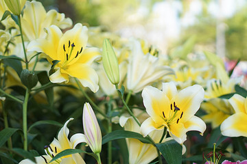 Lily flower in the garden. Shallow depth of field.