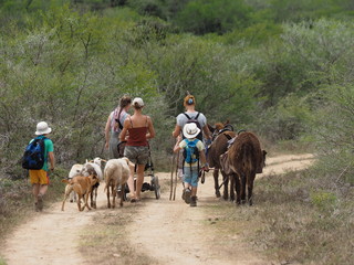 Spaziergang mit Schafe und Esel