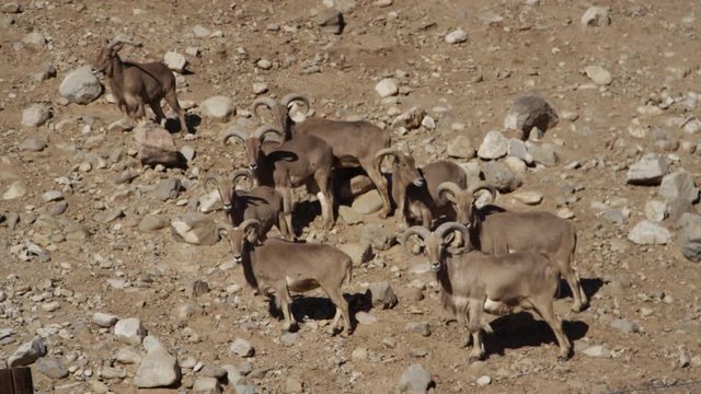 Aoudad barbary sheep standing together on a hill