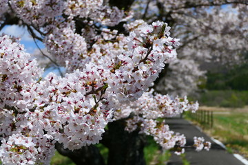 満開の桜。遠野　岩手　日本。5月上旬。