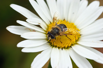 Closeup of a fly on a daisy like flower in Madeira