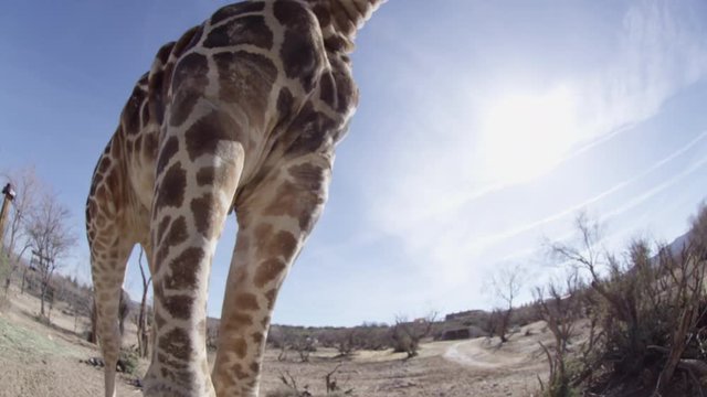 Giraffe tilt up against blue sky desert