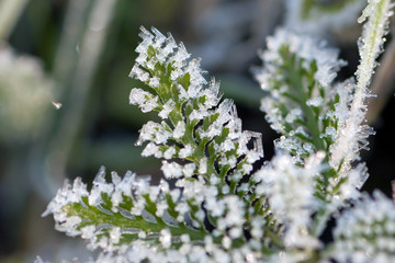 Closeup of frost crystals on a plant before sunrise