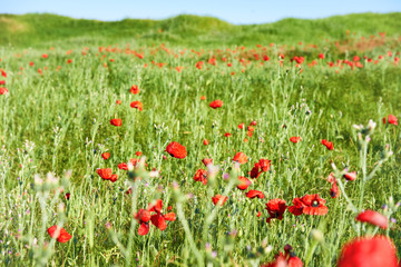 Red flowers poppies on field with green grass