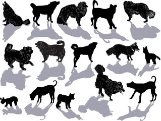 set of fifteen dogs isolated on white