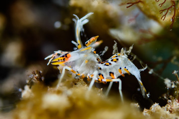 Obraz na płótnie Canvas Phyllognathia ceratophthalma, Tiger shrimp
