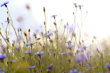 meadow flowers