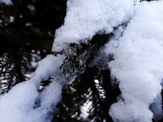 macro snow and icicles on the branches of coniferous tree, spruce, pine