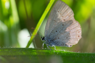 Blue butterfly on green twig
