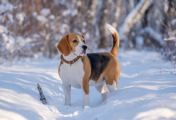 Beagle running around and playing with the winter forest