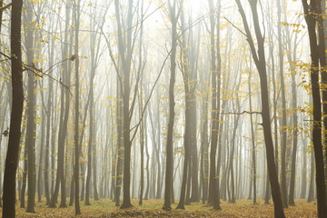 foggy autumn forest