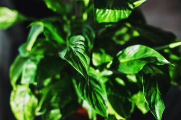 green flower, background