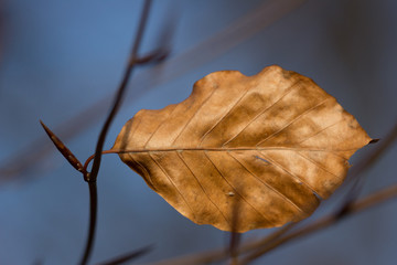 Obraz premium Closeup of a brown autumn leaf on a twig, reflecting the autumn sun