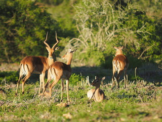 Impalas in Südafrika