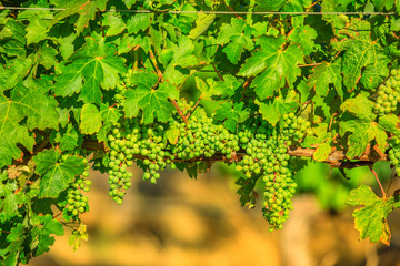 Seasonal background in vineyard. White grapes on vine on blurred background with copy space....