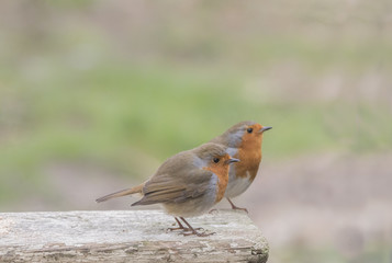 courting robins