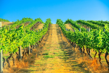 Fototapeta na wymiar Seasonal background. Vineyard with rows of white grapes in the scenic landscape of Wilyabrup in Margaret River the famous Wine Region in Western Australia where wine tasting tours are popular.