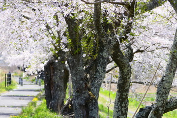 穏やかな春の日。遠野　岩手　日本。5月上旬。