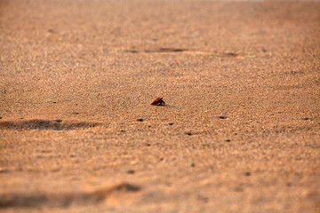 Ein kleiner winziger Einsiedlerkrebs sucht seinen Weg über den Sandstrand am wilden Indischen Ozean in Asien auf der bezaubernden tropischen Insel Sri Lanka.