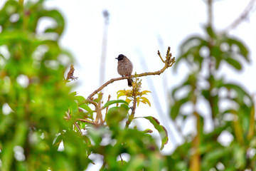 Der Rußbülbül, ein exotischer Vogel, sitzt auf einem Ast in Asien auf der bezaubernden tropischen Insel Sri Lanka