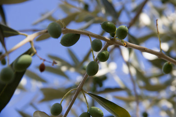 Branches of an olive tree in Italy, full of olives