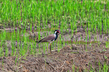 Ein exotischer Vogel, Rot-Flecht-Kiebitz, steht in einem grünen Reisfeld auf der bezaubernden tropischen Insel Sri Lanka im Indischen Ozean
