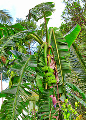 An einer Bananenpalme hängt eine Bananenstaude mit grünen Bananen auf der bezaubernden tropischen...