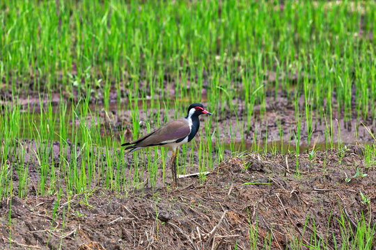 Ein exotischer Vogel, Rot-Flecht-Kiebitz, steht in einem gr&uuml;nen Reisfeld auf der bezaubernden tropischen Insel Sri Lanka im Indischen Ozean