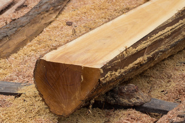 Wood Processing of Cut timber, Tree axis