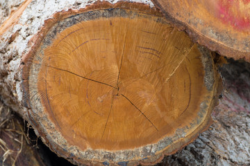 Tree axis, Wood Processing of Cut timber