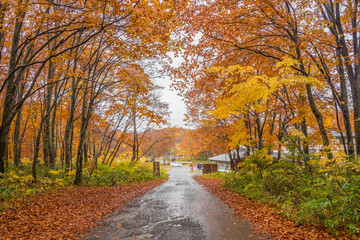 Obraz premium Autumn road