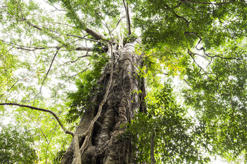 Fototapeta premium Beautiful nature big green tree background in the tropical forest with sunlight morning.