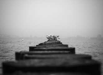 Möwe Möwen Steg Meer Ostsee Schwarz Weiß