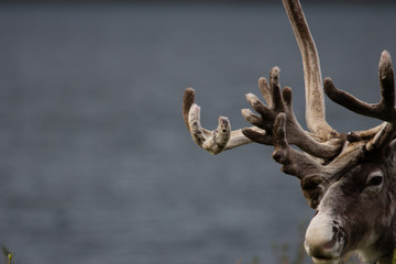 Detail of a reindeer head and its antlers in Norway