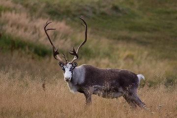 A big white and brown reindeer standing in brown grass in Norway