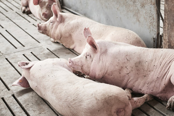 Young pigs in a stable